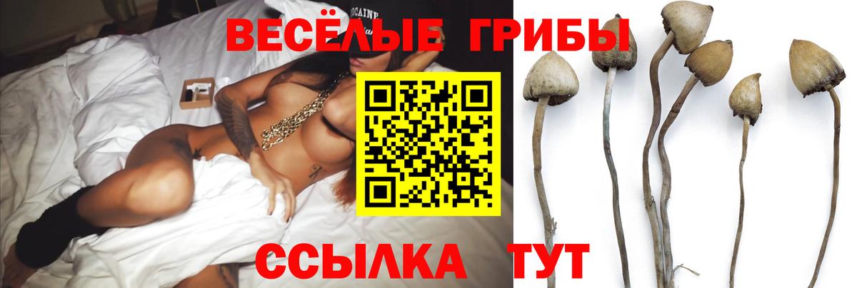 Псилоцибиновые грибы Psilocybe Мурманск
